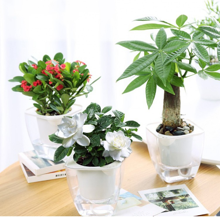 Całkowicie przezroczysta, automatycznie wchłaniająca wodę, leniwa doniczka