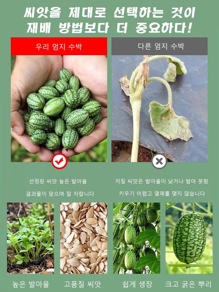【쉽게 재배】엄지 수박 씨앗