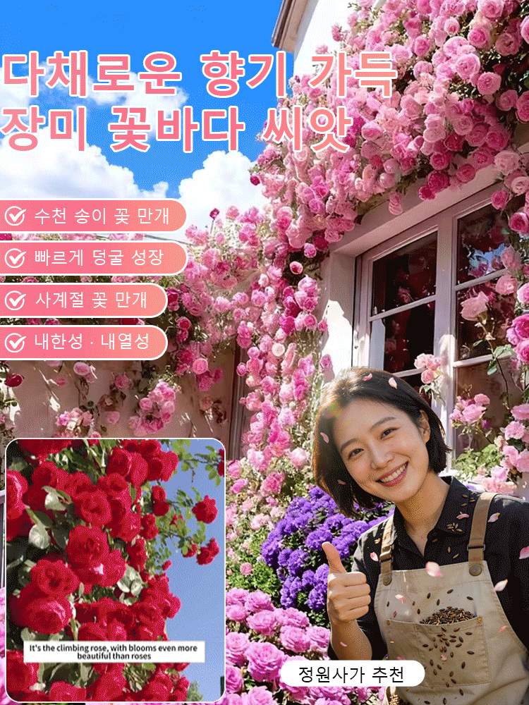 【비료 증정】다채로운 향기 가득 장미 꽃바다 씨앗