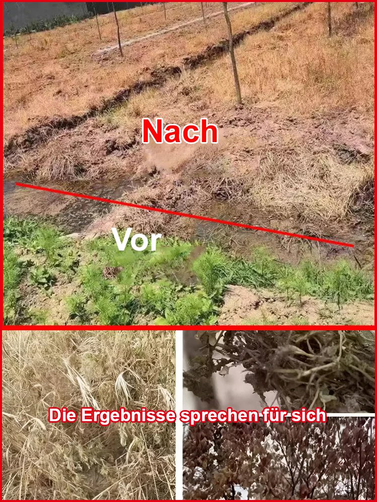  Hohenheim Agrar | TÜV-geprüftes L-Glufosinat, 1x Sprühen = ganzjährig unkrautfrei 