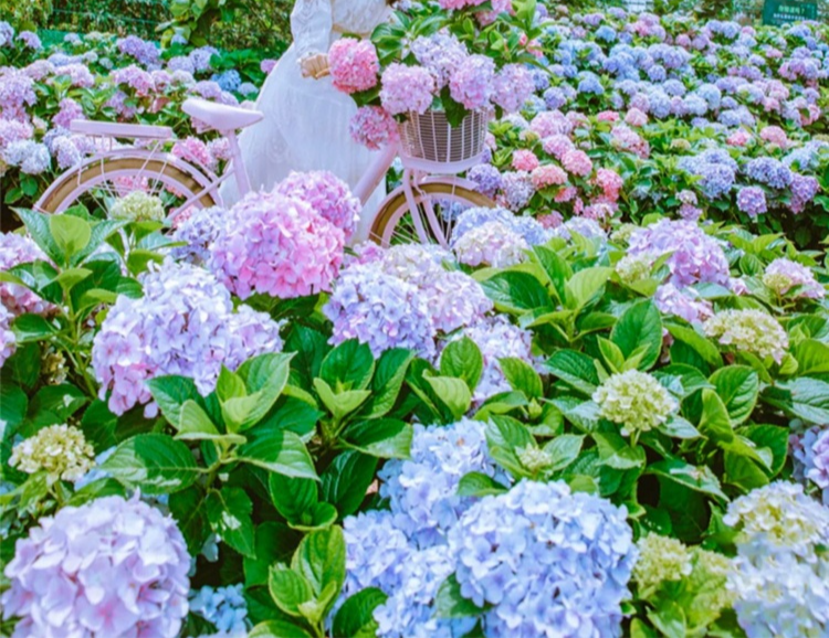 Nasiona hortensji kwitnącej przez cały rok