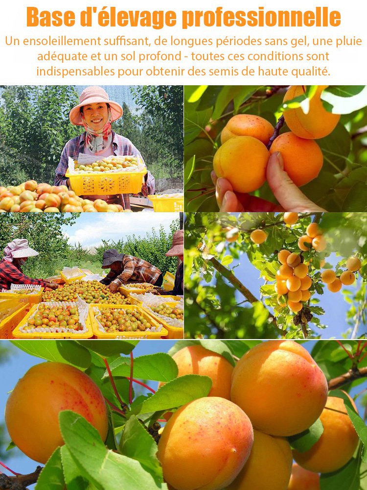 【Abricotier Impérial Géant】Plant de semis d'abricotier à haut rendement et facile à cultiver