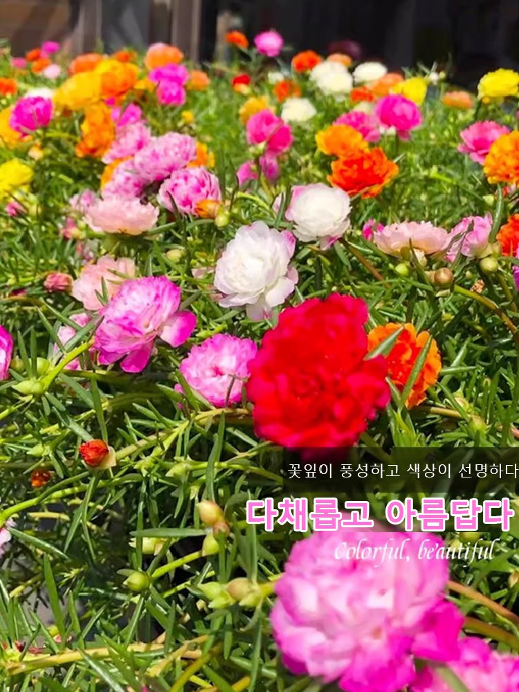 사계절 겹꽃잎 채송화 씨앗