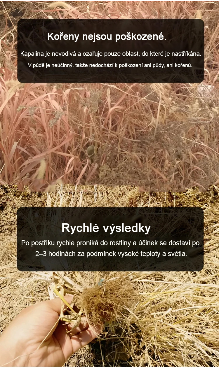 Rostliny hnojené SL-Živným roztokem