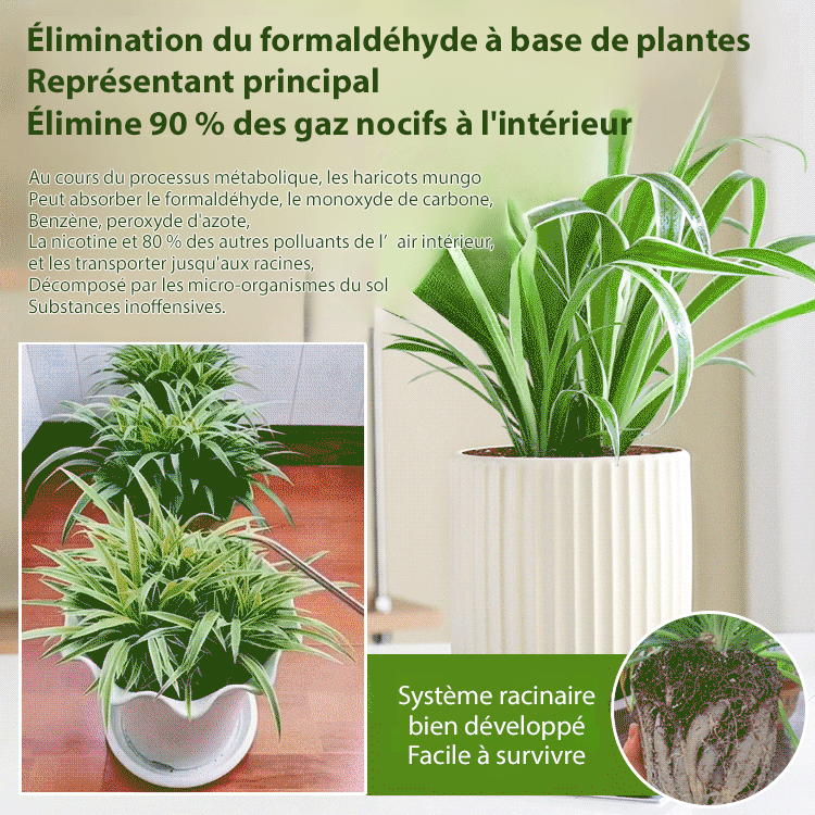 Graines de Chlorophytum Marginé à Floraison Toute l’Année et Parfumée