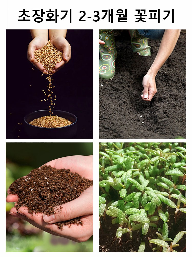 【연중 개화】덩굴 장미 씨앗