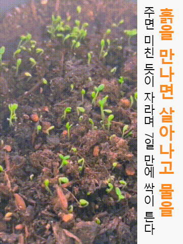 사계절 겹꽃잎 채송화 씨앗