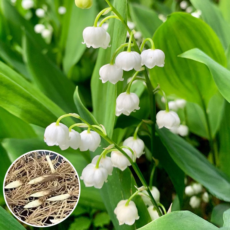 Perfume Suzuki bola de semillas