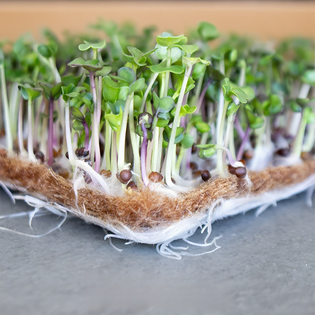 ウィートグラスが育つ水耕栽培マット