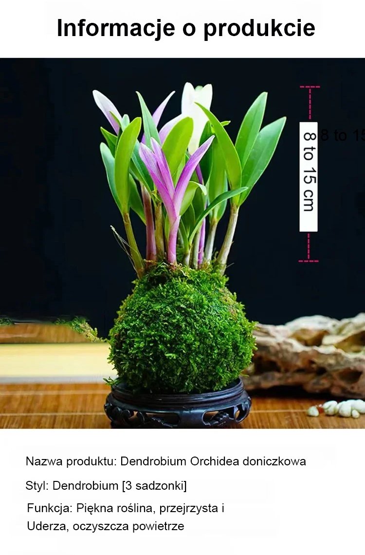 翻译件-JS-香水石斛兰改善睡眠绿植净化空气-按单采购-1176005-系统_14.jpg