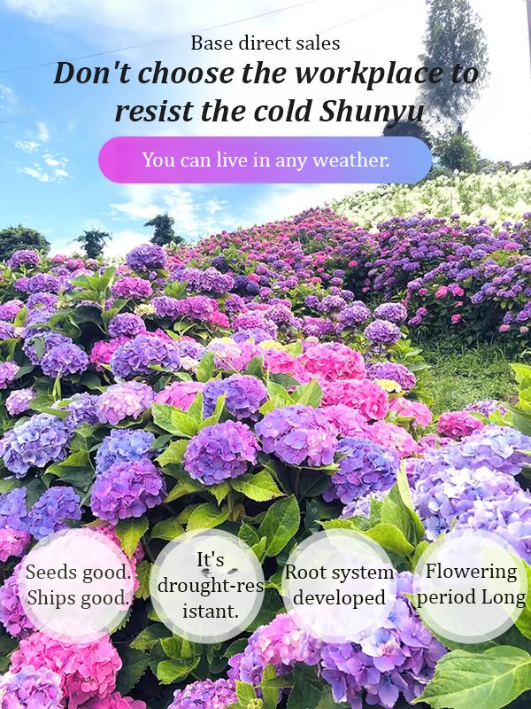 [Heat-resistant and cold-resistant four-season flower] Kaleidoscope