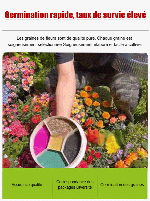 Quatre saisons en fleurs - Mélange de graines de fleurs