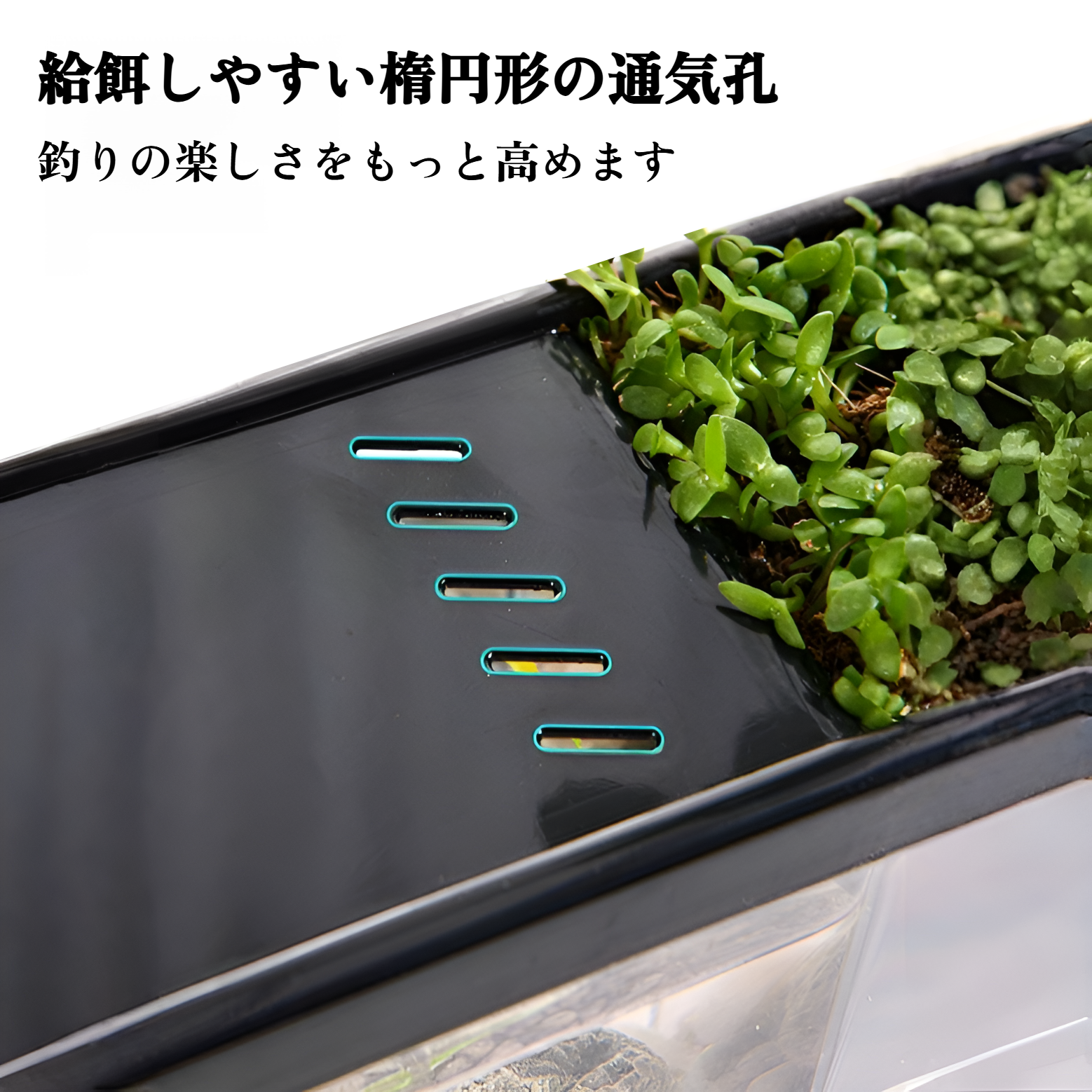 初心者にもおすすめのフルセット水槽