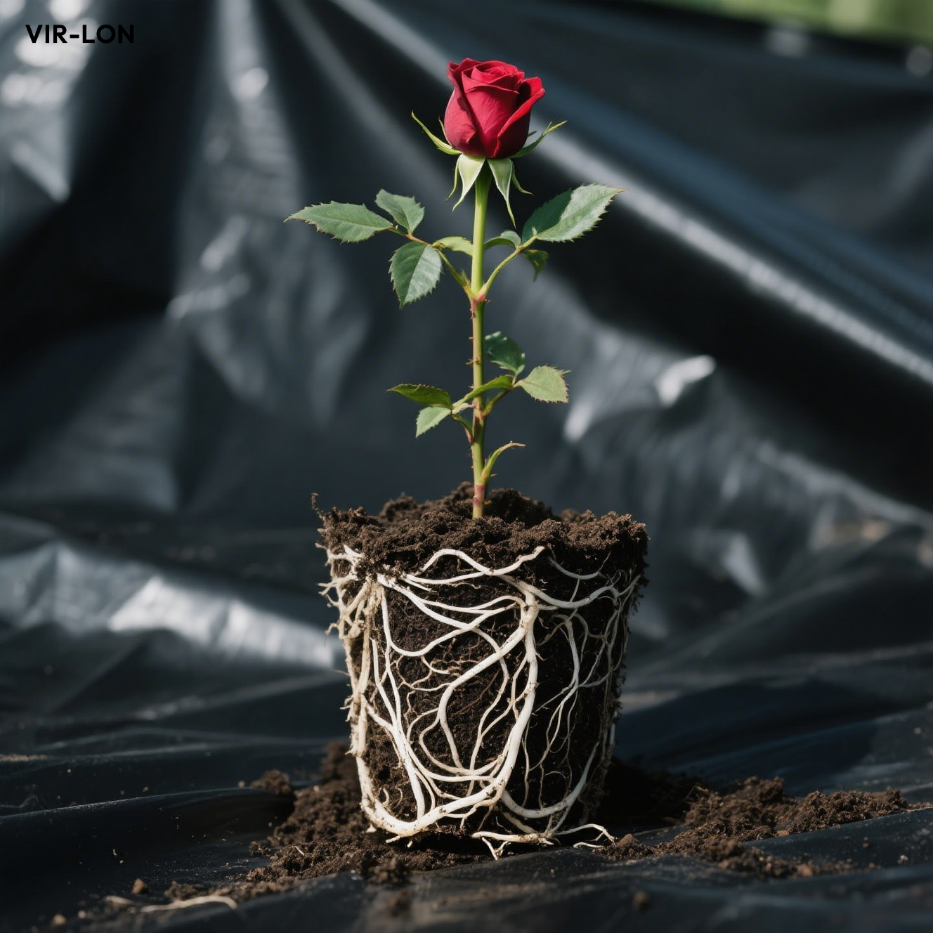 Blühende Zimmerrose im dekorativen Übertopf