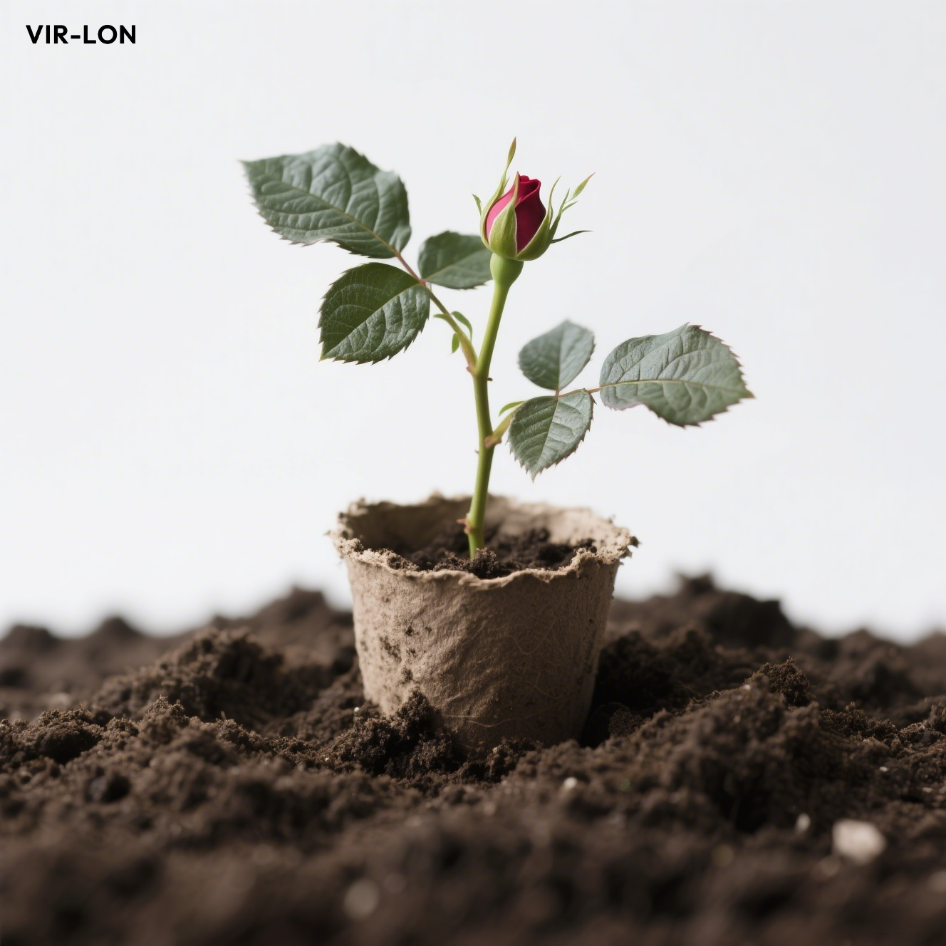 Rosensetzlinge für den Innenbereich im Topf