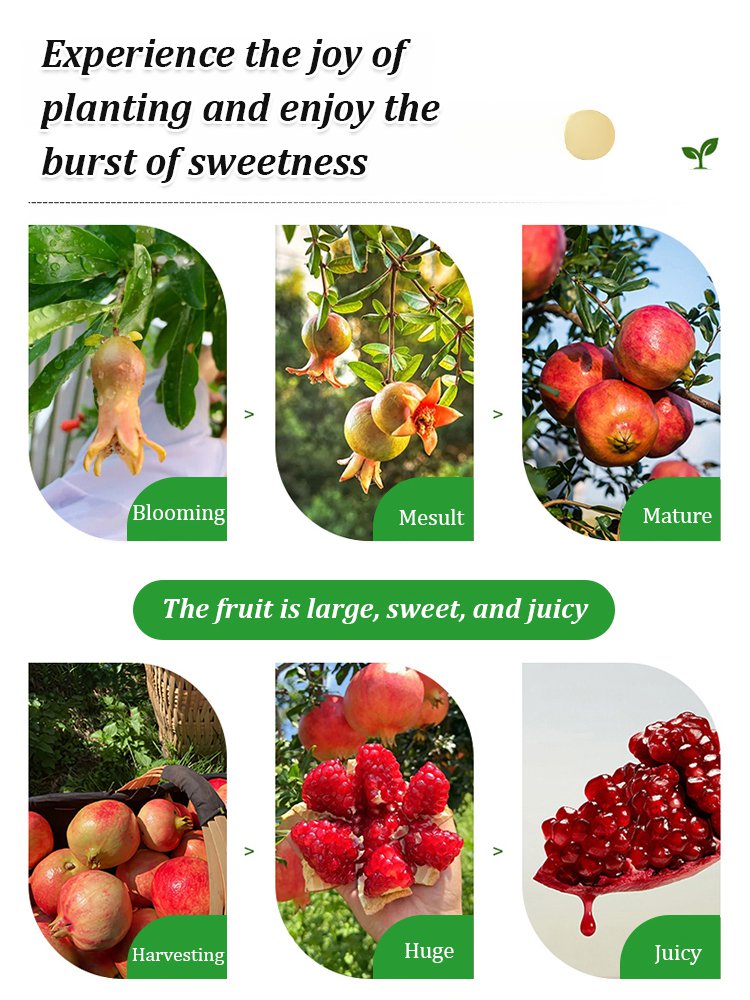 Tunisian soft-seed pomegranate seeds