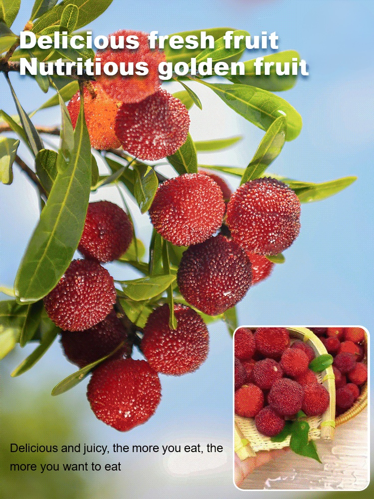 Home garden planting Dongkui prune 