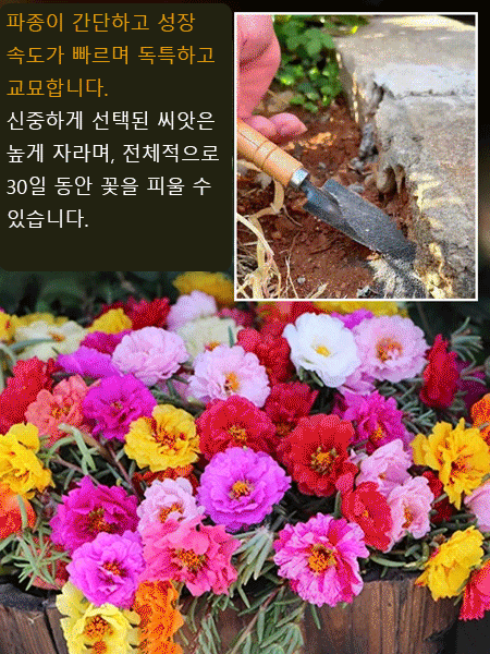 사계절 겹꽃잎 채송화 씨앗