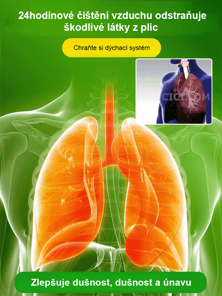 【Voda znamená život】Čtyřsezónní kvetoucí hydroponie brazilského šťastného dřeva