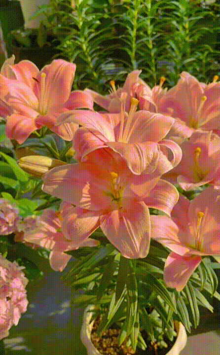 捷克_05.gif