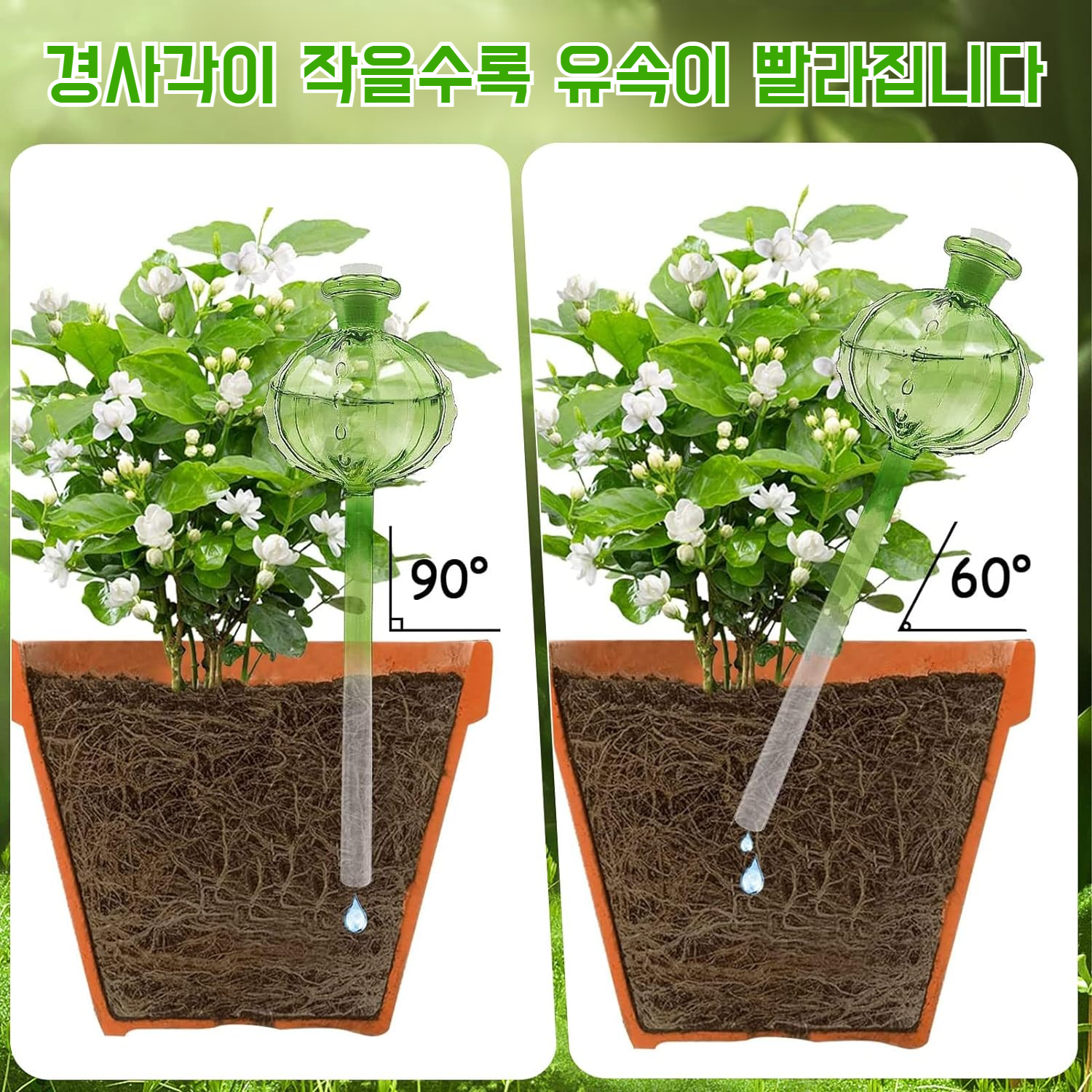 볼 식물에 꽂힌 자동 점적기 사용 장면