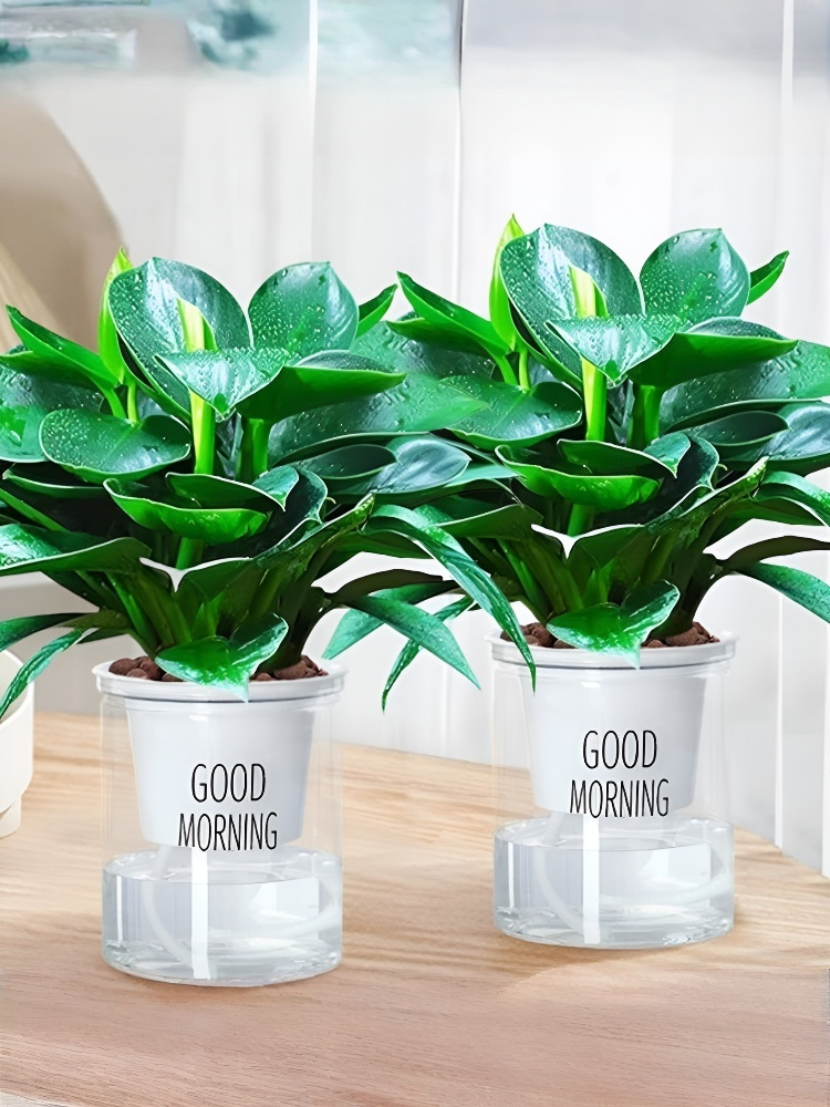 [Der "Luftreiniger" der Pflanzenwelt] 10-15cm große Grünpflanzen