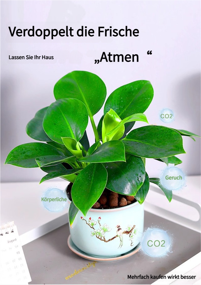 [Der "Luftreiniger" der Pflanzenwelt] 10-15cm große Grünpflanzen