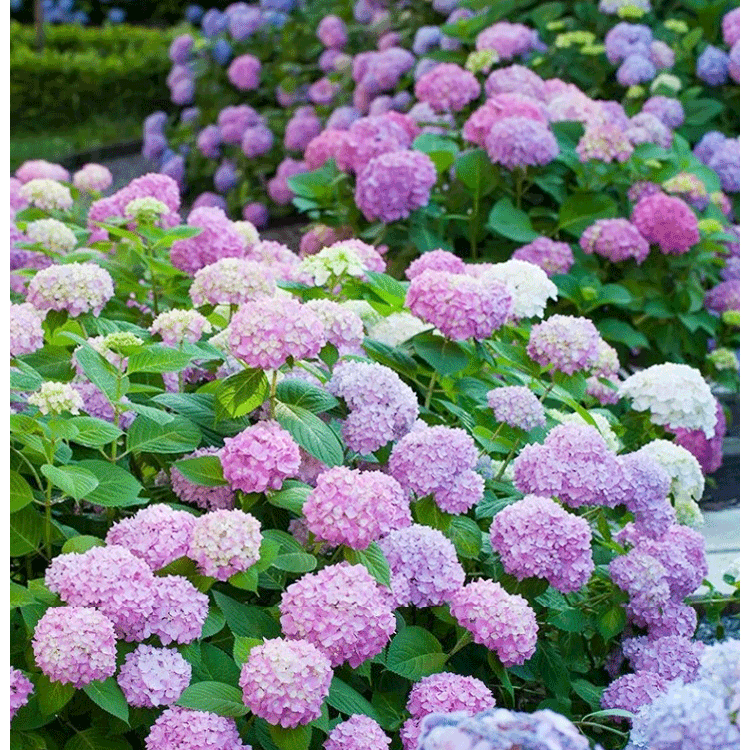 수국 화분 식물