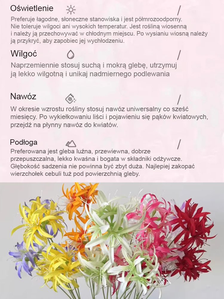 Całorocznie kwitnąca, mrozoodporna i odporna na upały cebulka Lycoris (kwiat tęsknoty)