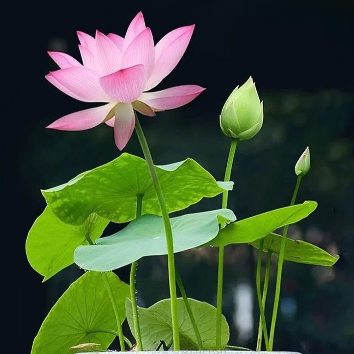 【Transport und Reichtum】Beobachten Sie die im Wasser wachsenden Muscheln