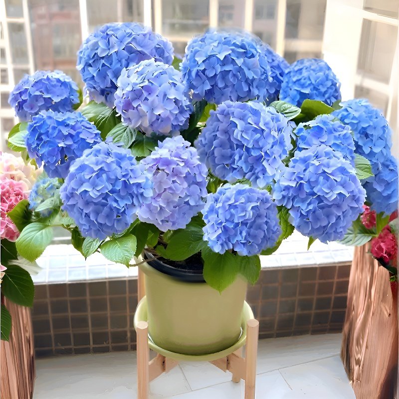 Plántulas variadas de hortensia