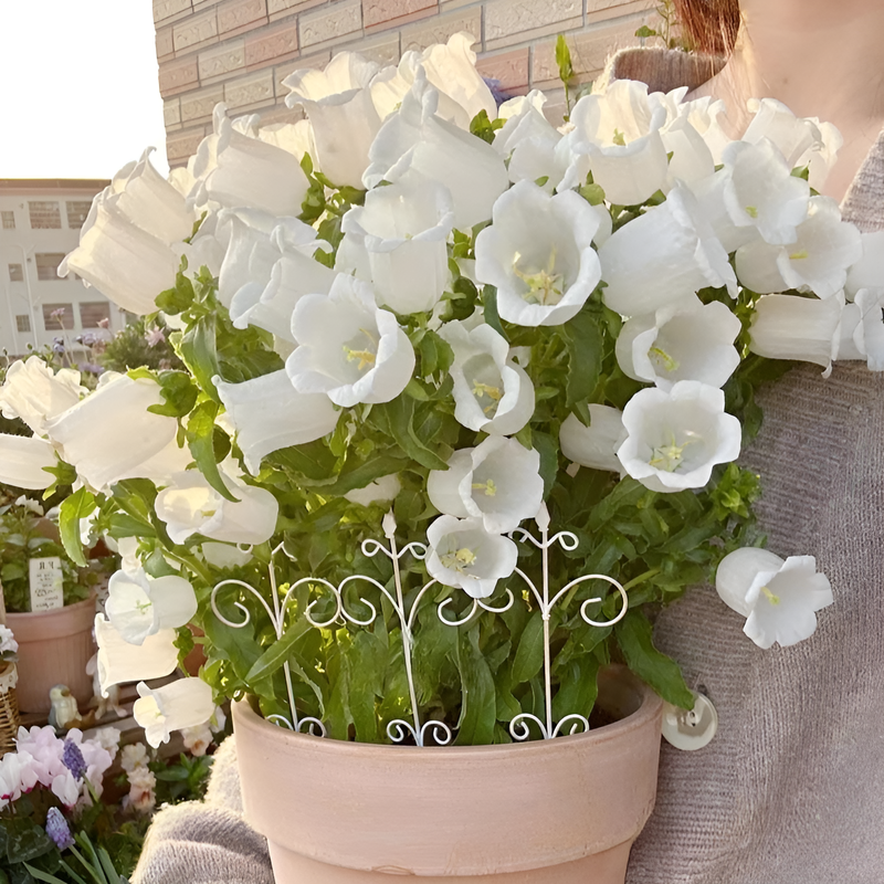 겹꽃 덴마크 벨플라워