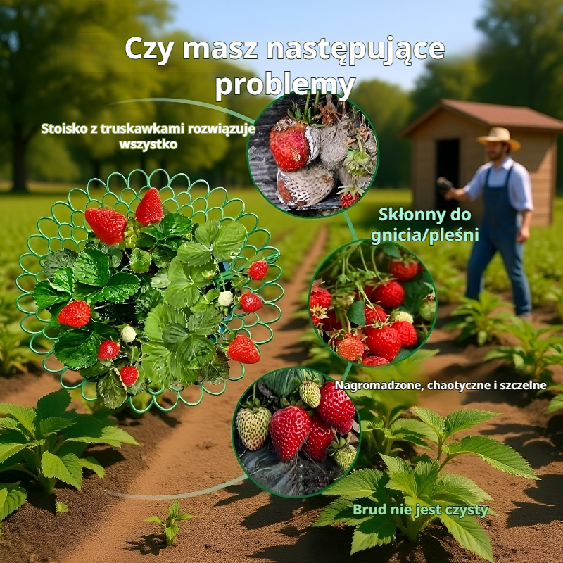 Taca do uprawy truskawek na balkonie