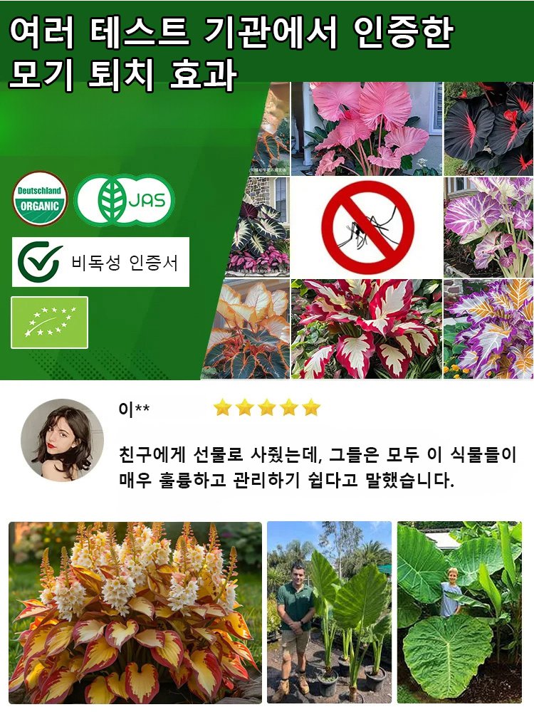 희귀 콜레우스 씨앗