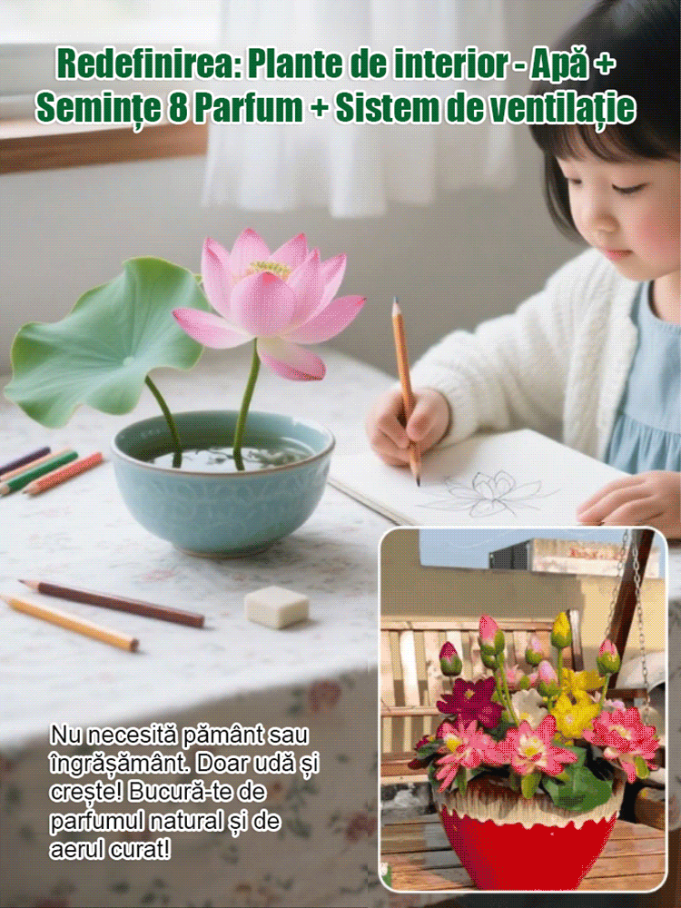 Lotus decorativ hidroponic