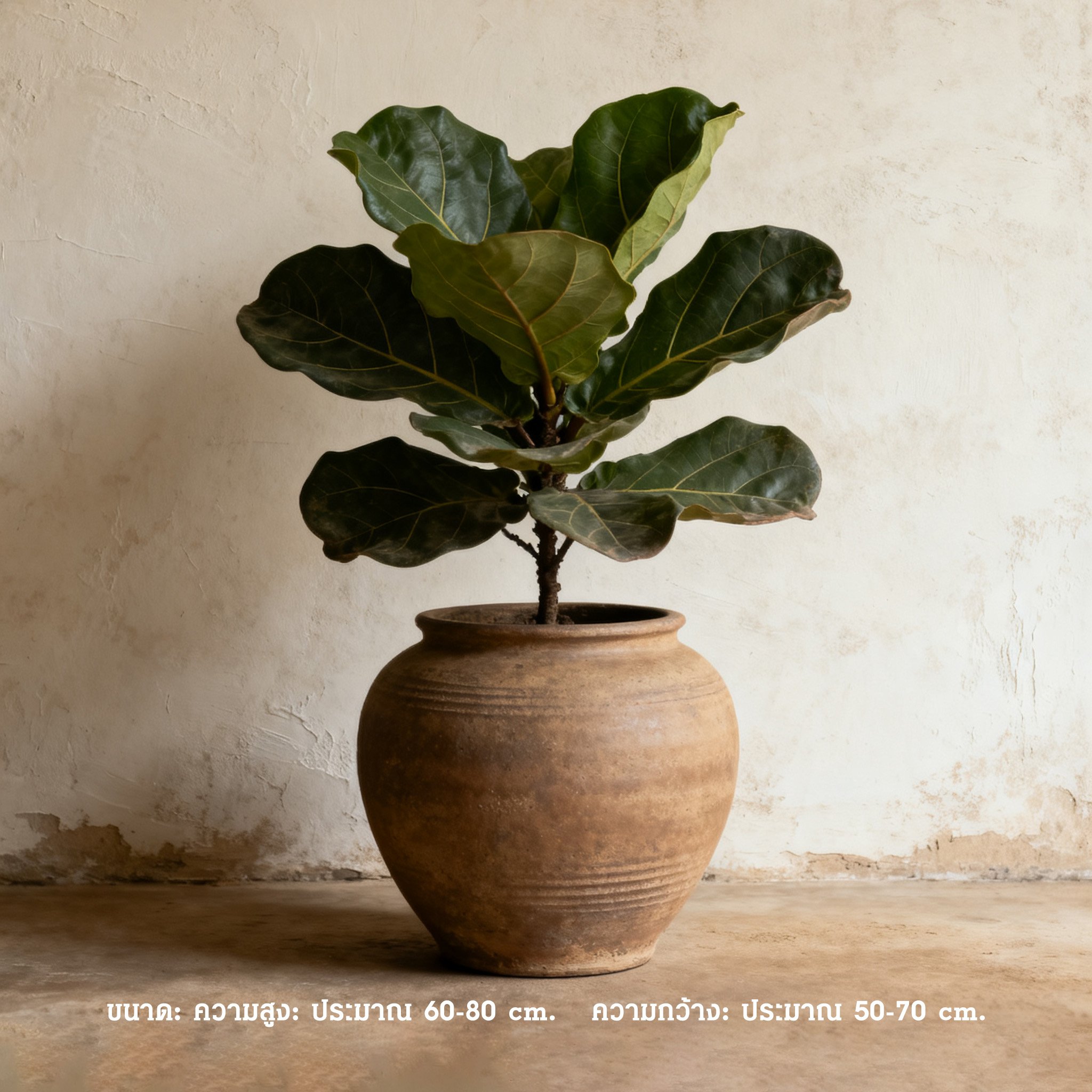 กลิ่นหอมใบมะกรูดเปียโน แฮนซ์