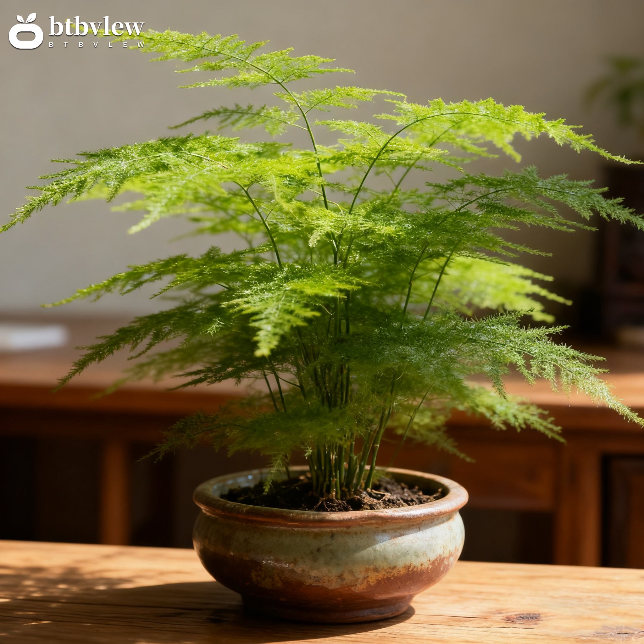 Bambusová kapradina v květináči do interiéru