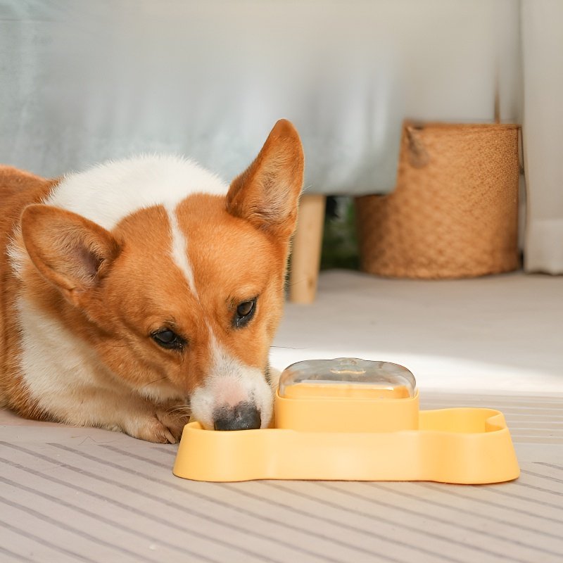 distributeur automatique de nourriture pour animaux de compagnie