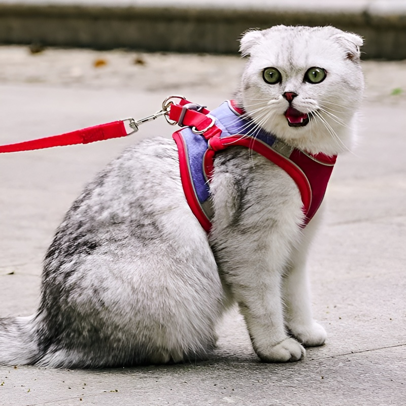 Laisse pour petits et moyens chiens
