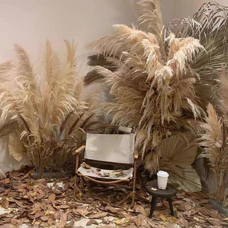 Big Reed True Flower Dried Flower Decoration
