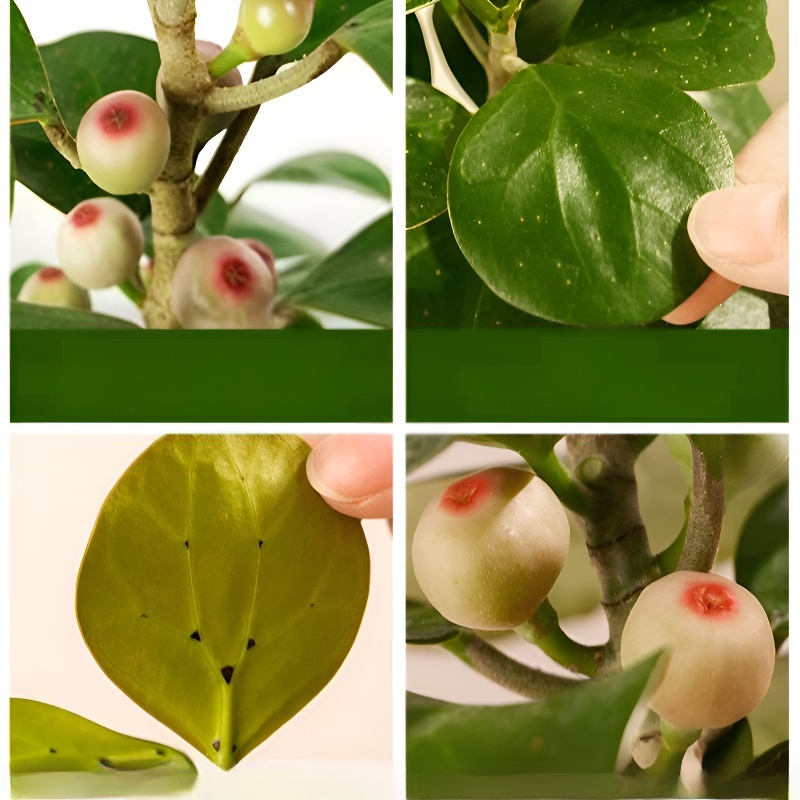 심신을 다스리는 보리향