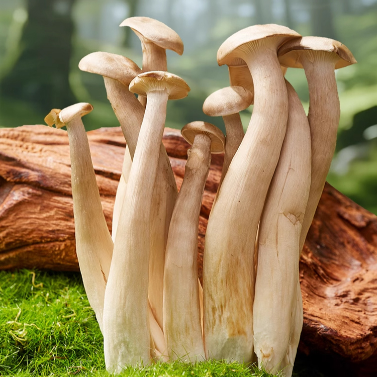 黑松露鹿茸菇低脂休閒零食（非油炸蔬菜小吃）