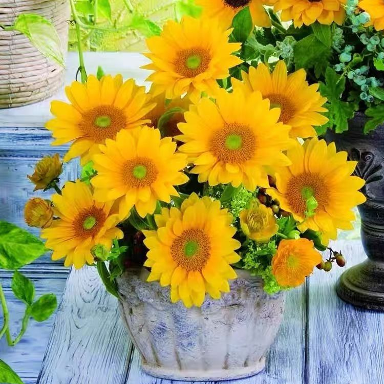 เมล็ดทานตะวัน เมล็ดทานตะวันแคระสีแดงหลากสี สำหรับตัดดอก