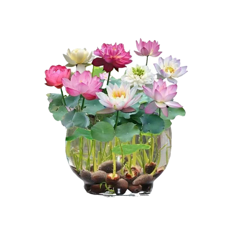Hydroponic flowers, water fed seasonal lotus flowers
