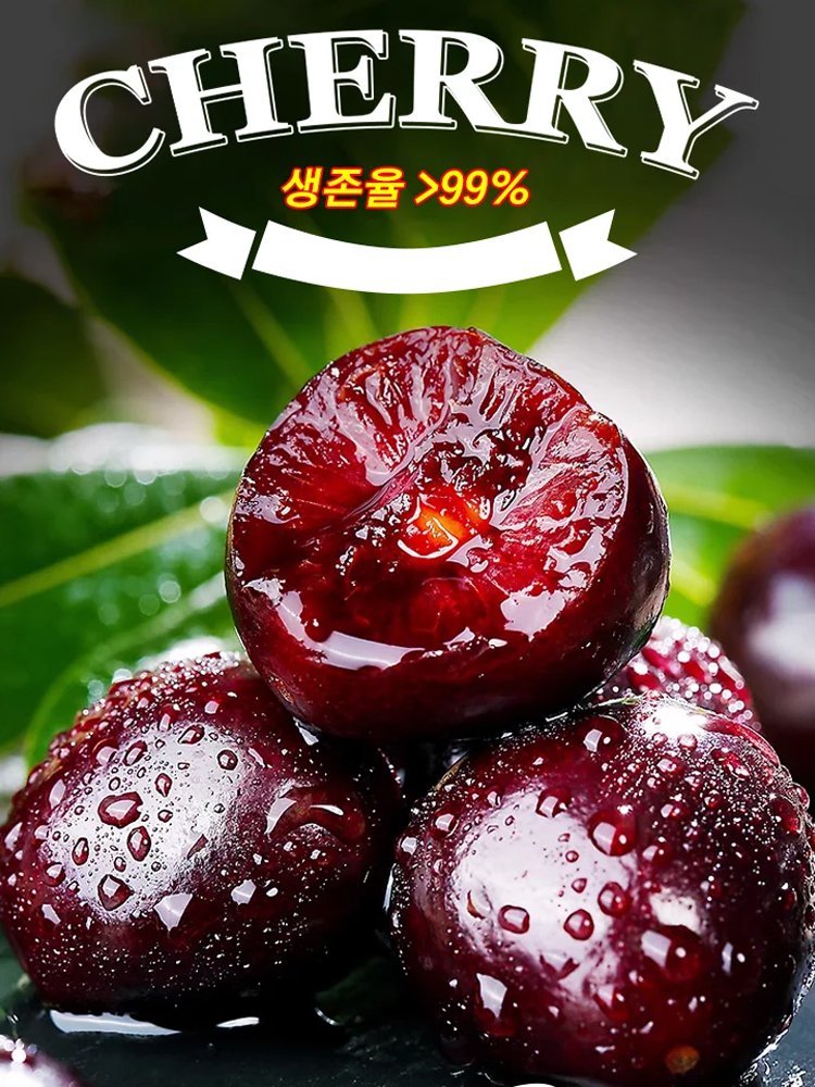 100% 생존 체리 묘목