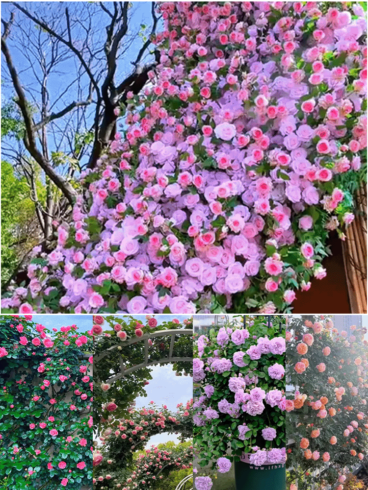 【사계절 개화】이중꽃 장미씨앗