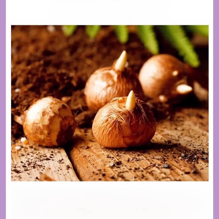 หัวหญ้าฝรั่น