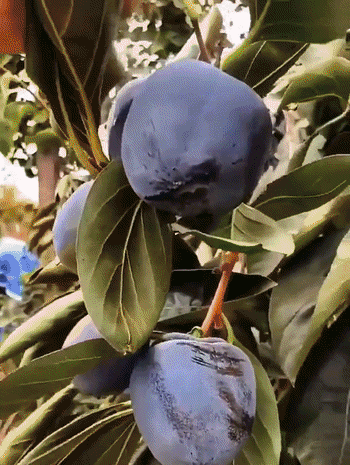 Plant de kaki 'Perle Noire Chocolat' résistant au froid