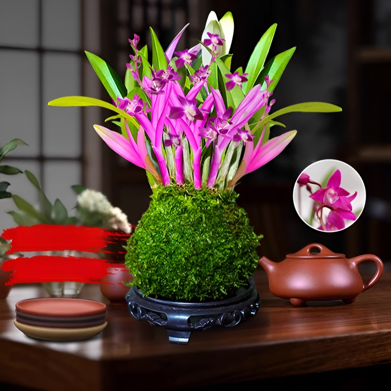 키우기 쉬운 덴드로비움 꽃 아로마테라피 식물