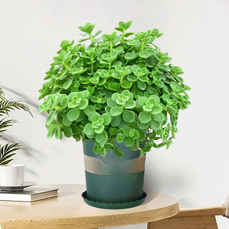 실내 허브와 녹색 식물